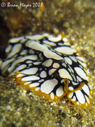 Flatworm (Pseudoceros cf scintillatus) out for a crawl...... by Brian Mayes 